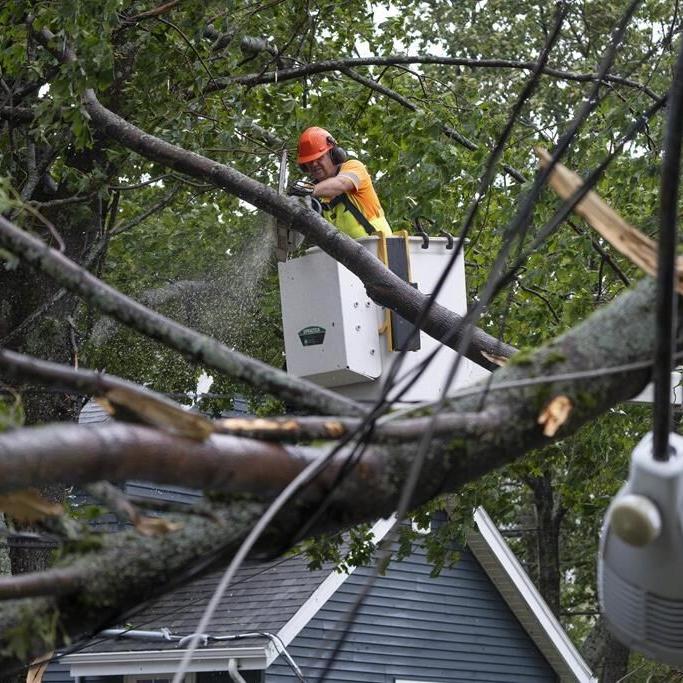 NS Power outlines tree-cutting plan to help reduce hurricane-caused outages